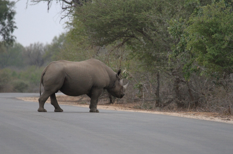 Black Rhino at surnise
