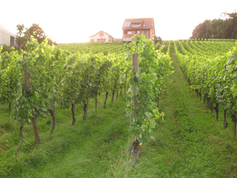one of the grape arbors nearby