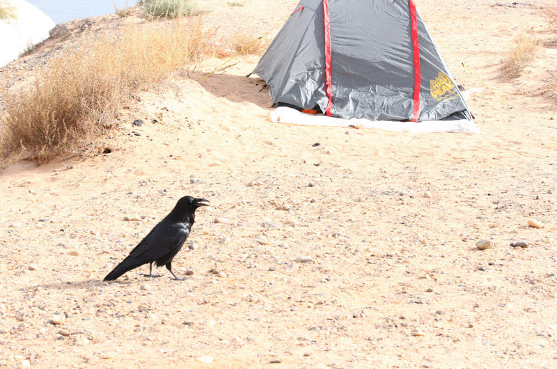 raven checking out the campsite