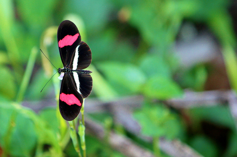 lovely butterfly