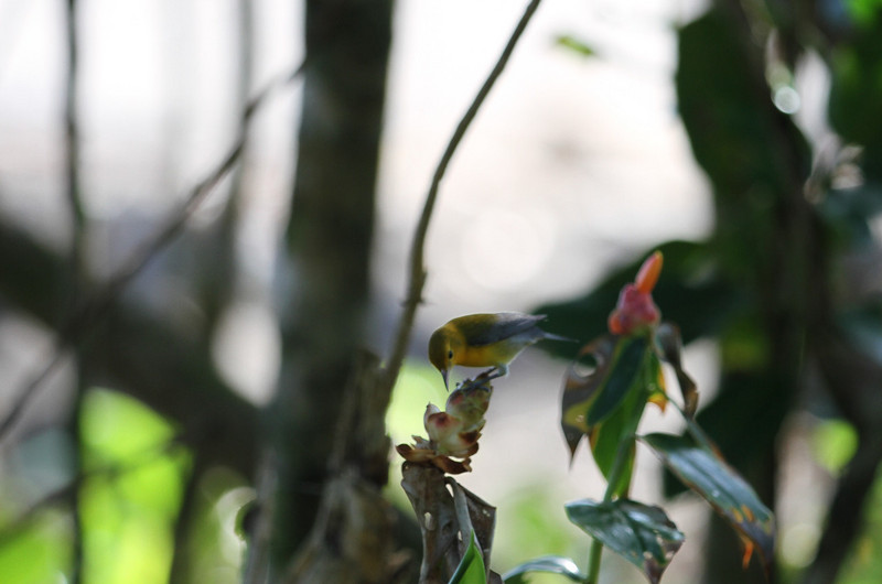 /promothorary warbler