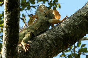iguana in action