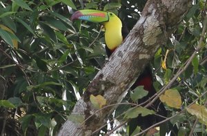 Keeled Billed Toucan