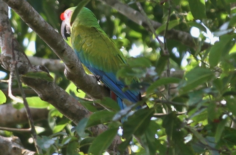 nice great green macaw