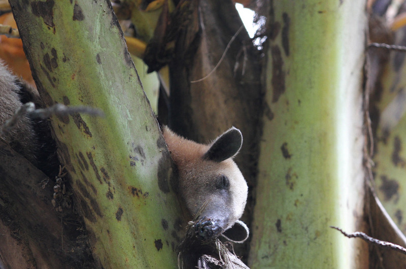 tamandua napping (anteater)