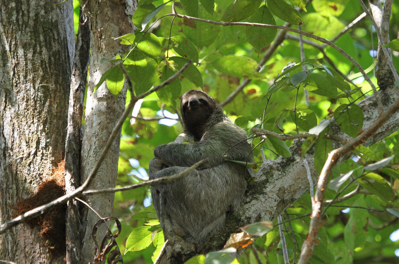 sloth mother with baby