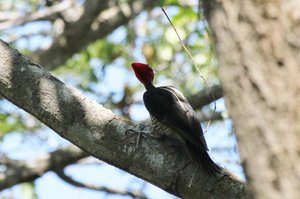 pale billed woodpecker