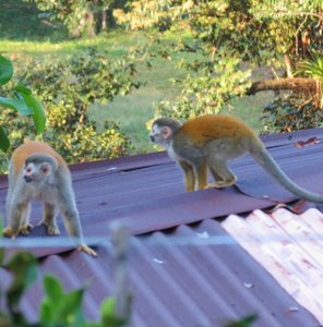 squirrel monkey&#39;s or titi&#39;s as we leave for dinner