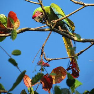love these Great Green Macaws