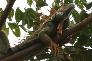 iguana relaxing