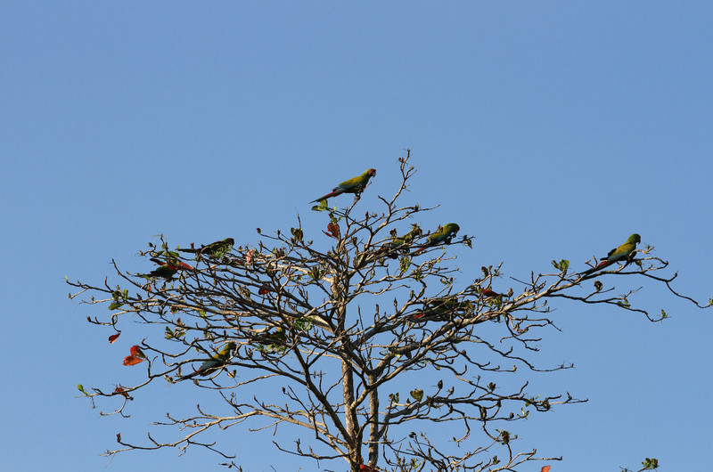 tree of Great Green Macaw