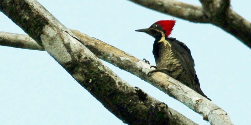 such an amazing woodpecker