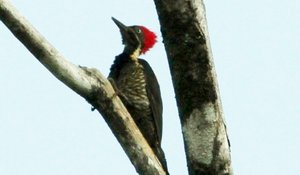 linneated woodpecker