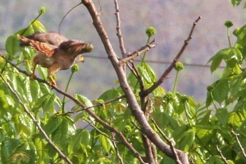 Roadside hawks in bird tree