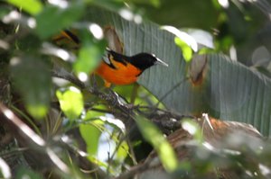 Baltimore Oriole joins us