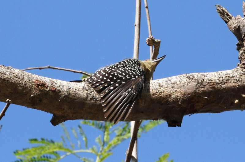 woodpecker resting