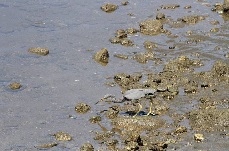 Great Blue looking for fish