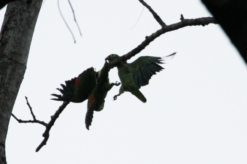 parrots having a squabble
