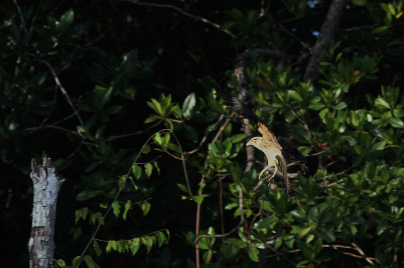 wildlife in the manglar