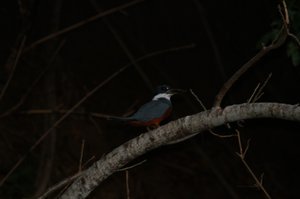 kingfisher fussing at our arrival