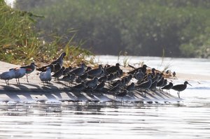 community of birds fishing