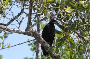 common Black Hawk or Mangrove Hawk