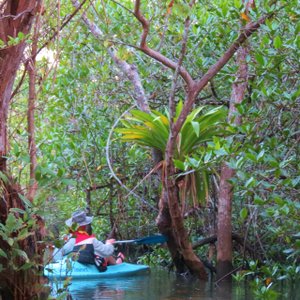 Robert checking out a channel in manglar