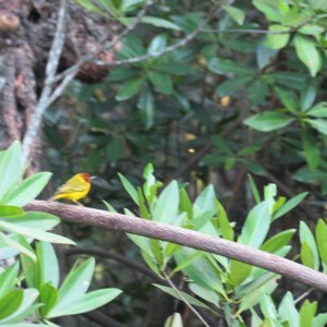 resident warbler