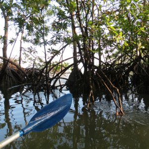kayaking in the manglar