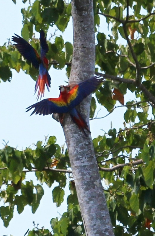 Scarlet Macaws In Love
