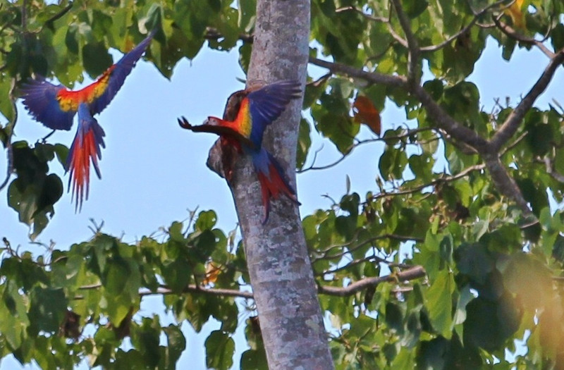 Scarlet Macaw Aerial Display Around Nest