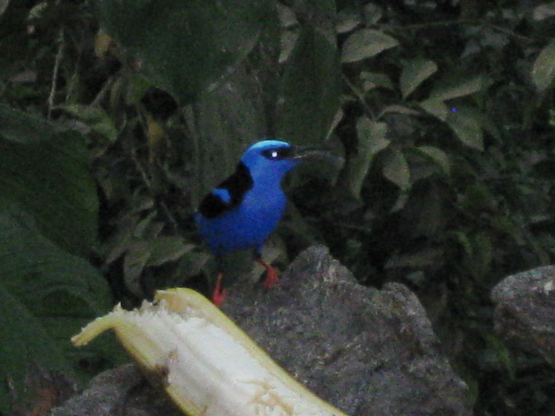 birdlife at Gringo  Kurt&#39;s