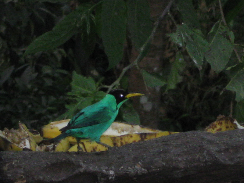 birdlife at Gringo  Kurt&#39;s