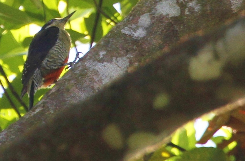 Golden Naped woodpecker