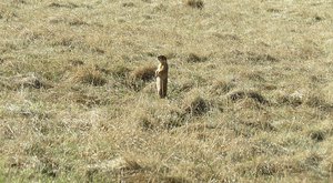 Prairie Dog Sentinel