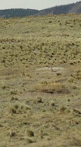 How many prairie dogs in this picture?