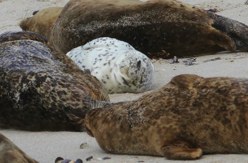  Baby Seals, Seal Rookery, Monterey Pacific Coasta