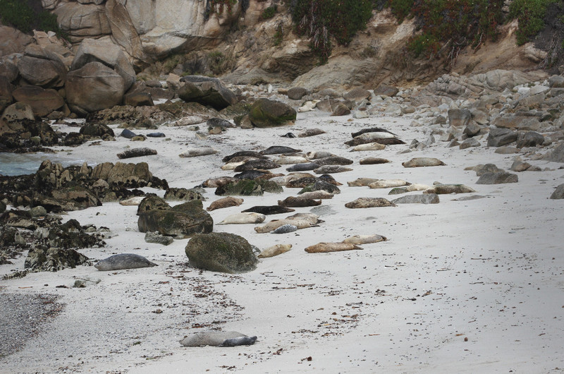  Baby Seals, Seal Rookery, Monterey Pacific Coasta