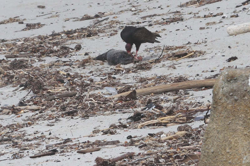 Vulture eating dead baby seal