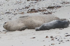 Baby Seal and Mother at rest