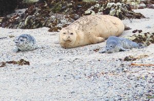Mother with baby seal growls at orphan