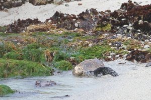 Harbor Seal Colony &#39;pupping area&#39;