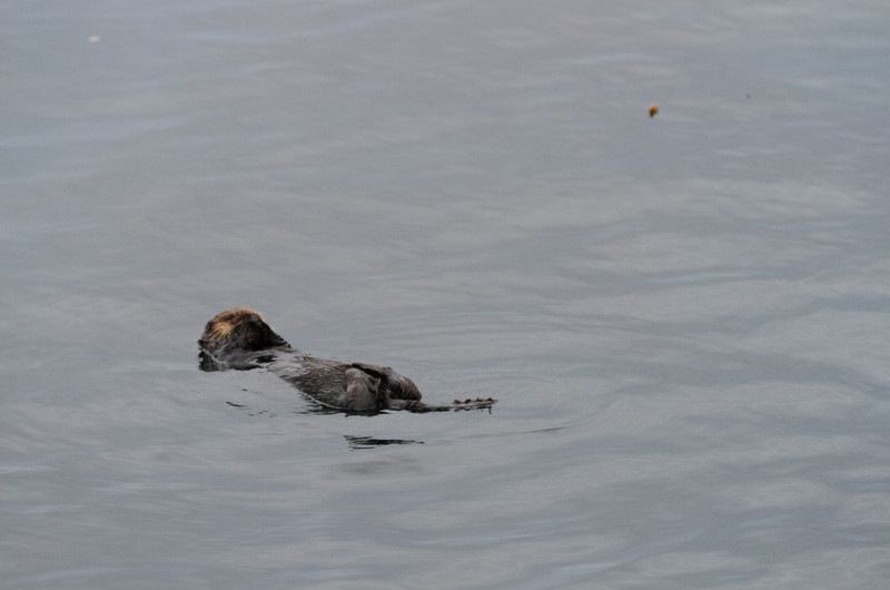 Monterey Harbor wildlife Southern Sea Otter w baby