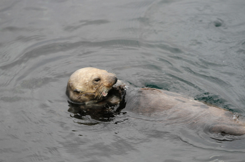 Monterey Harbor wildlife Southern Sea Otter w baby