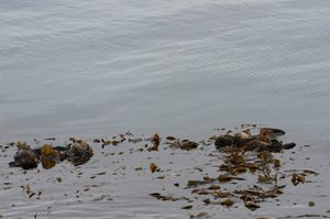 two mother otters having a meal