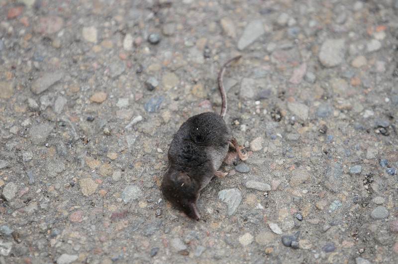 dead vole on our walk to lighthouse