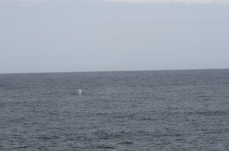 whale spout