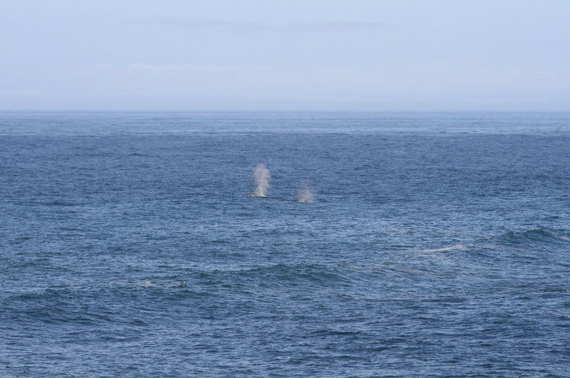 gray whales off shore!!!