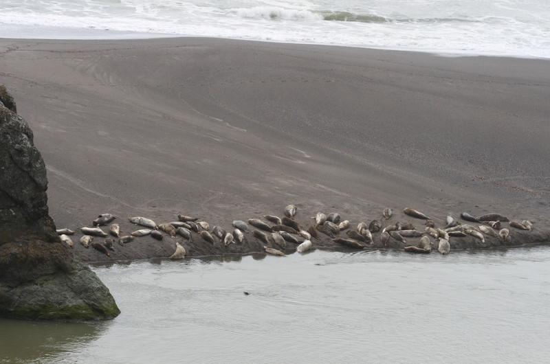 seals on beach near Jenner