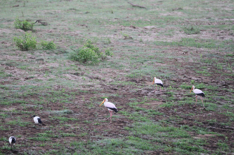yellow billed storks on the grasses